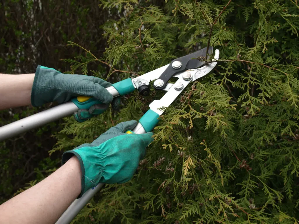 Une personne qui tient un sécateur pour tailler un thuyas