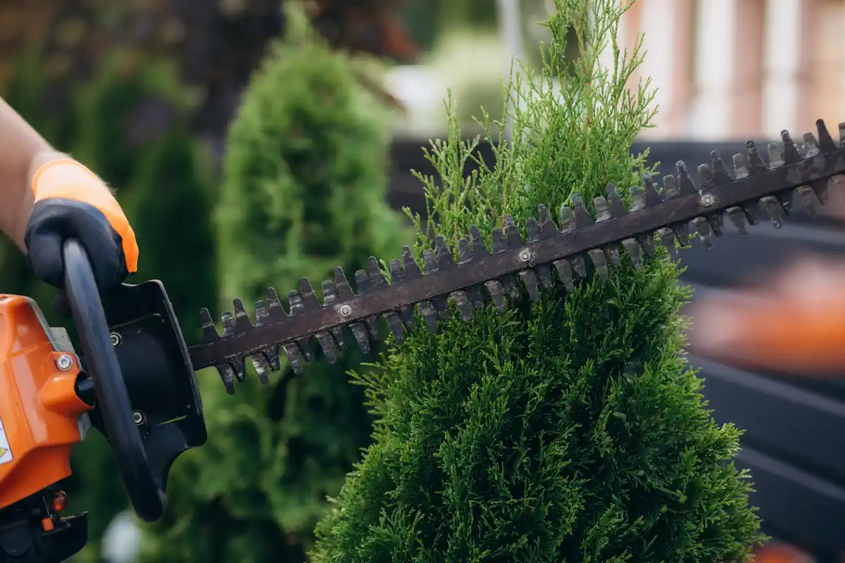 Une personne qui utilise une Taille haie électrique sur du thuyas