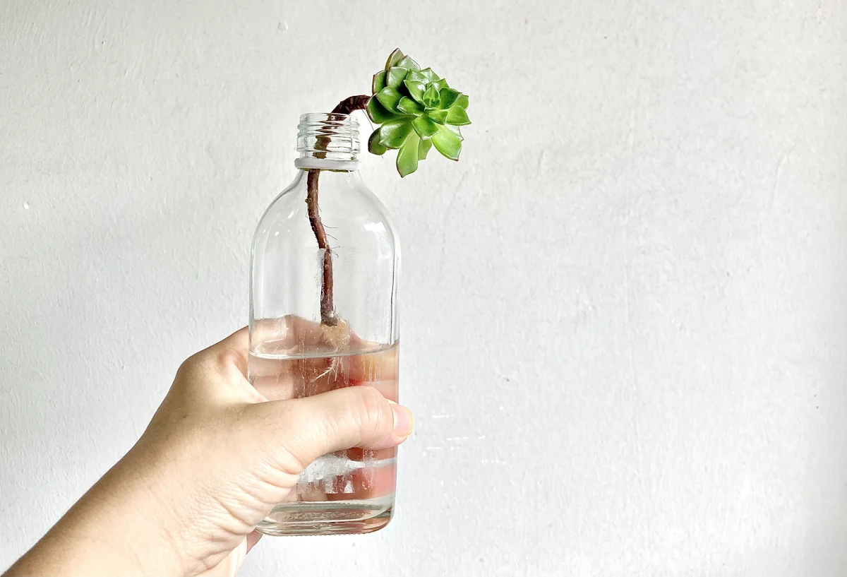 Une personne qui tient une bouteille en verre avec une plante dedans